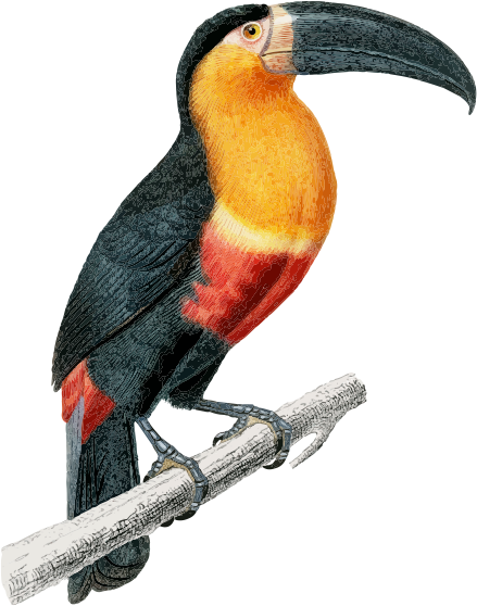 botania-birds-bot